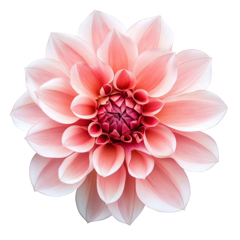 Beautiful pink flower isolated on a transparent background showcasing its intricate petals and delicate structure, aster flower isolated on a transparent background png