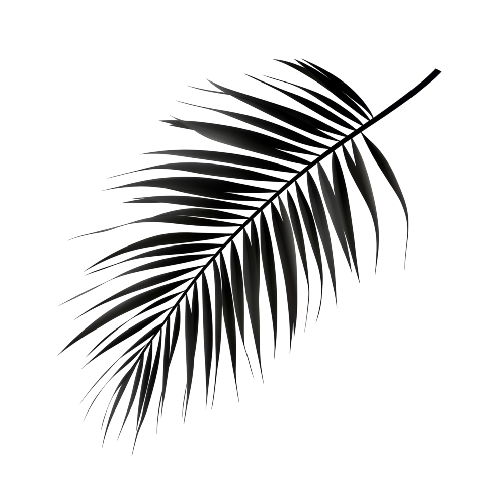 Tropical black palm leaf isolated on transparent background for design elements and natureinspired aesthetics, tropical green palm leaf tree isolated on transparent background png