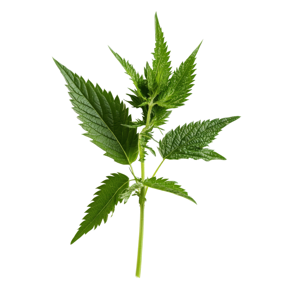 Fresh green nettle plant isolated on transparent background showcasing its vibrant leaves and unique texture, nettle on a transparent background isolated background png