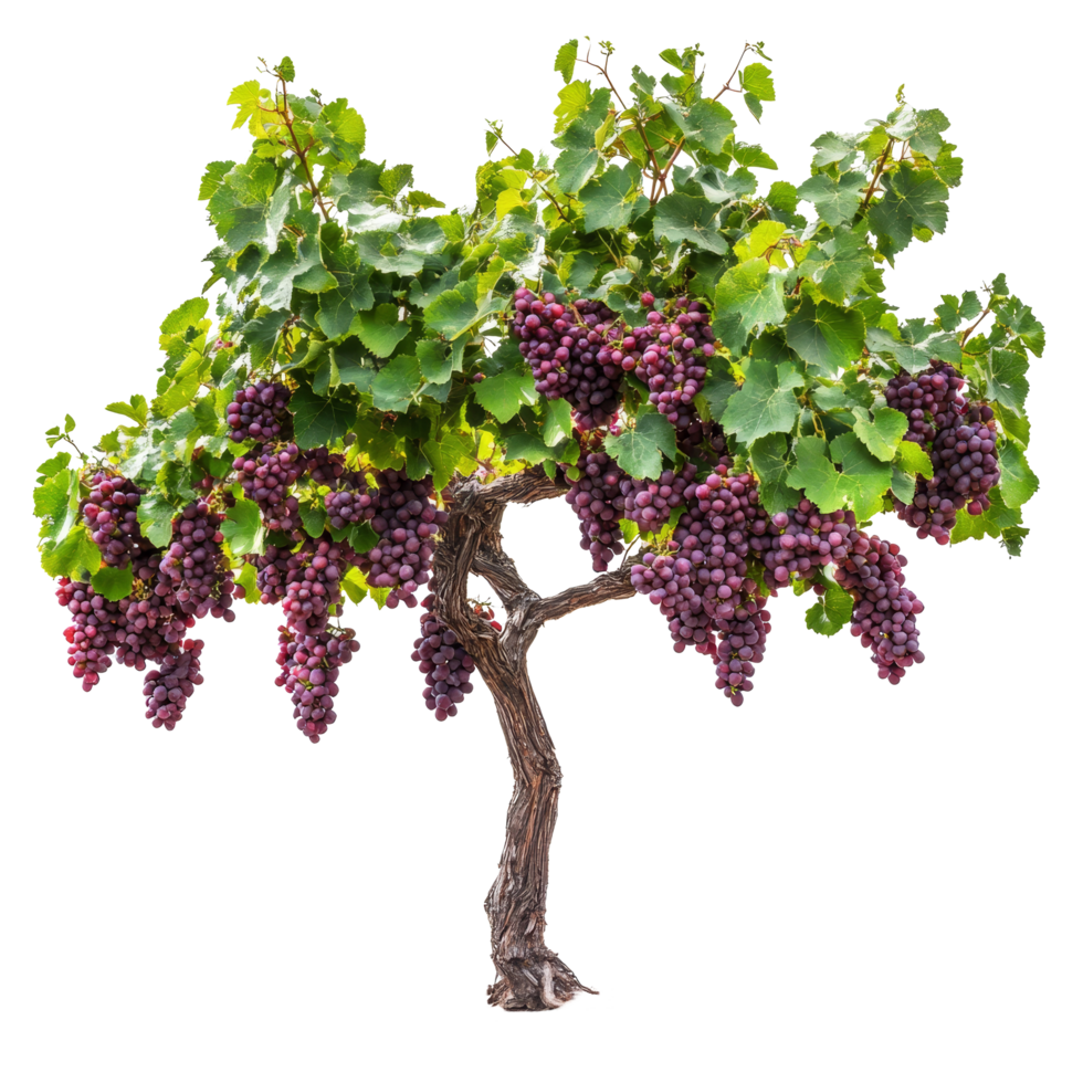 Fresh organic grape tree stands out against a transparent background, showcasing vibrant clusters of ripe grapes, Fresh organic grape tree on transparent background. grape plants transparent png