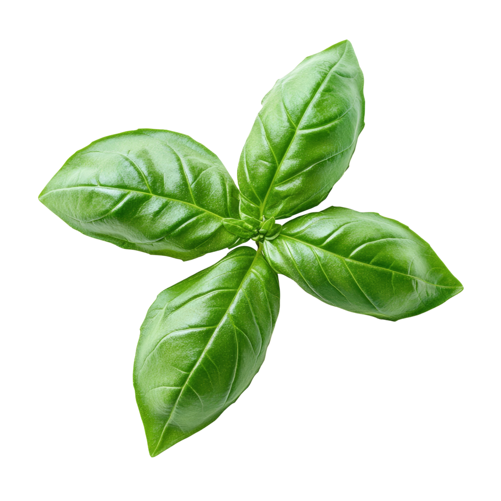 Fresh green basil herb leaves isolated on a clean transparent background for culinary and design inspiration, of fresh green basil herb leaves isolated on transparent background png