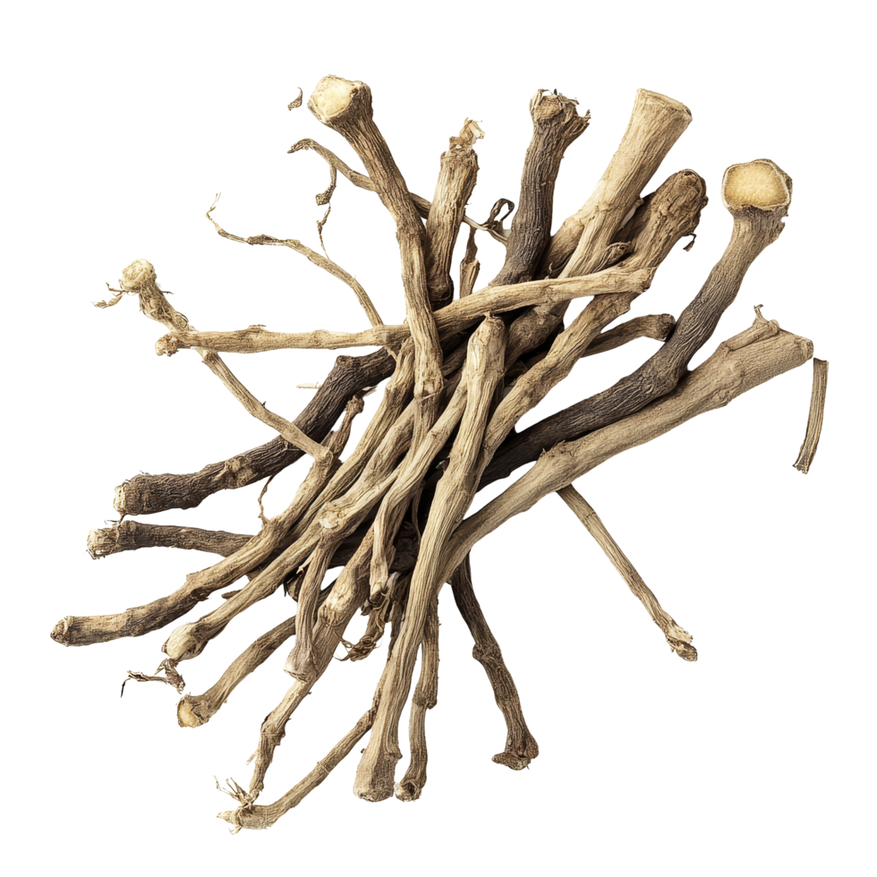 Natural valerian root displayed on a transparent background, highlighting its unique features and earthy texture, Valerian root on a transparent background png