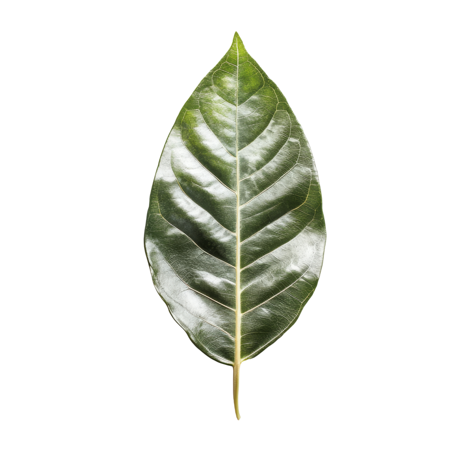 Kaempferia leaf isolated on clean transparent background highlighting its unique shape and texture in natural lighting, Kaempferia with leaf on transparent background png