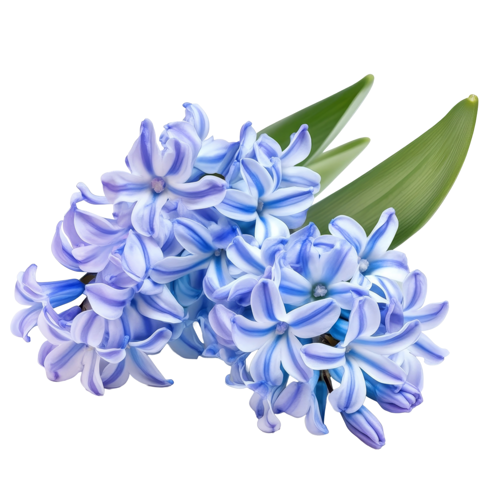 Delicate hyacinth flowers in soft blue hues resting on a transparent background, hyacinth flowers isolated transparent background png
