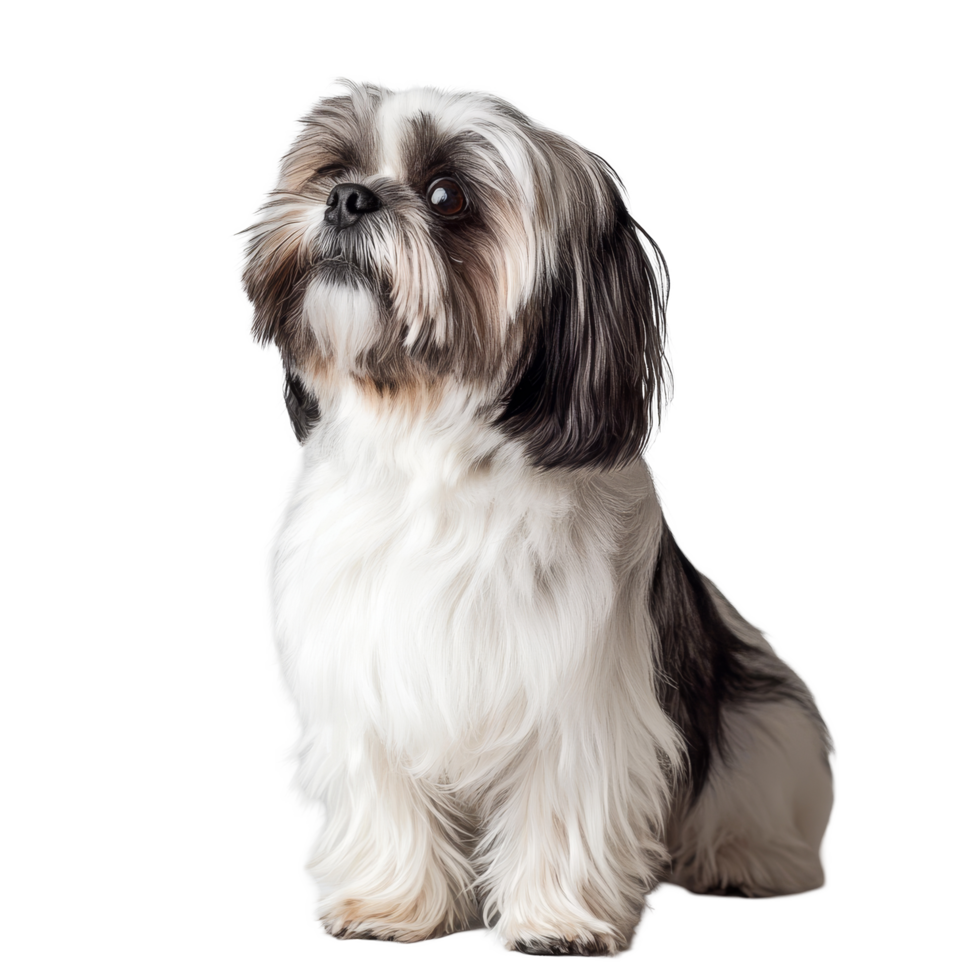 A charming Shih Tzu seated gracefully in a studio setting against a pure transparent background, Shih Tzu dog in studio on transparent background png