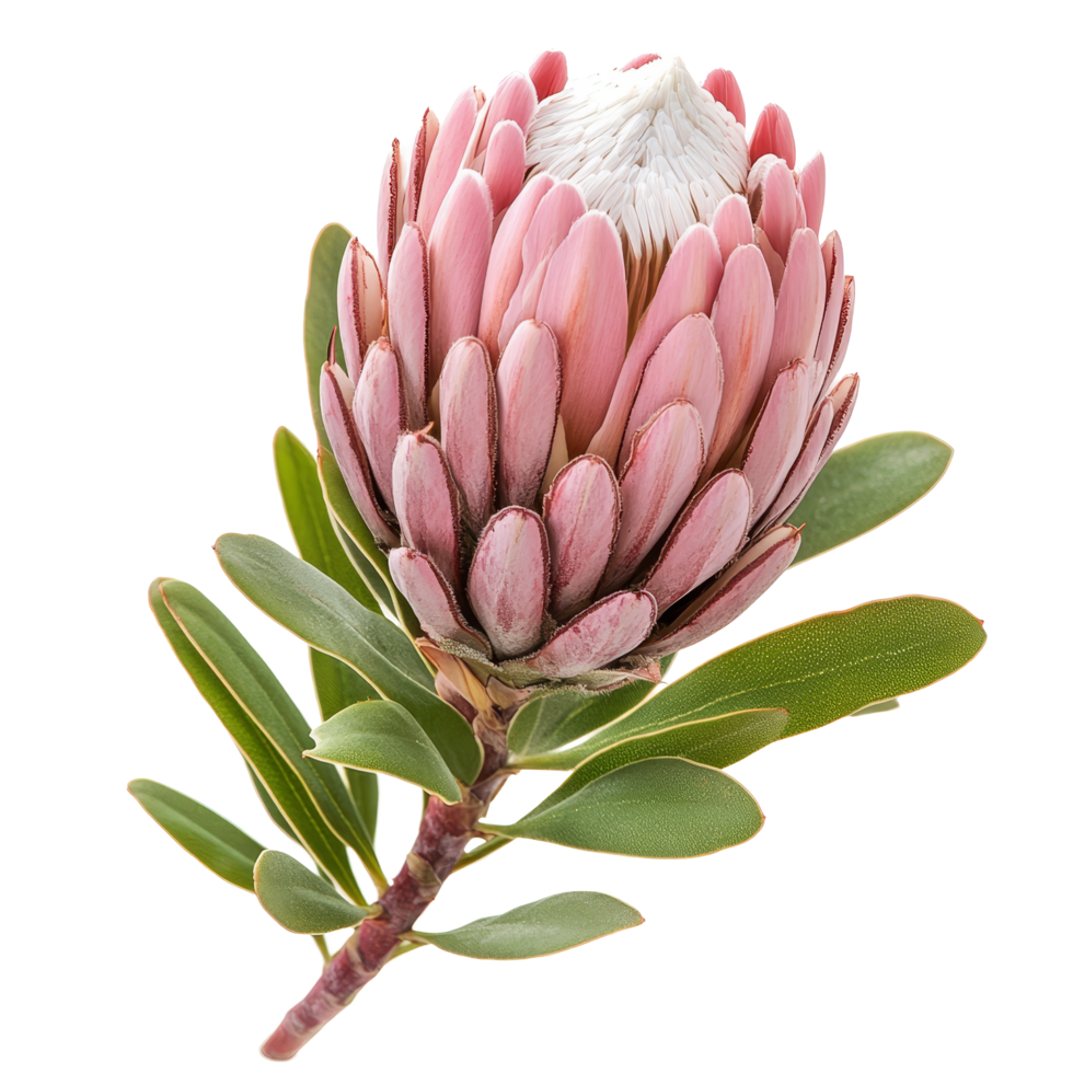 Beautiful protea flower isolated on a clean transparent background showcasing its unique pink and green features, protea flower isolated on transparent background png