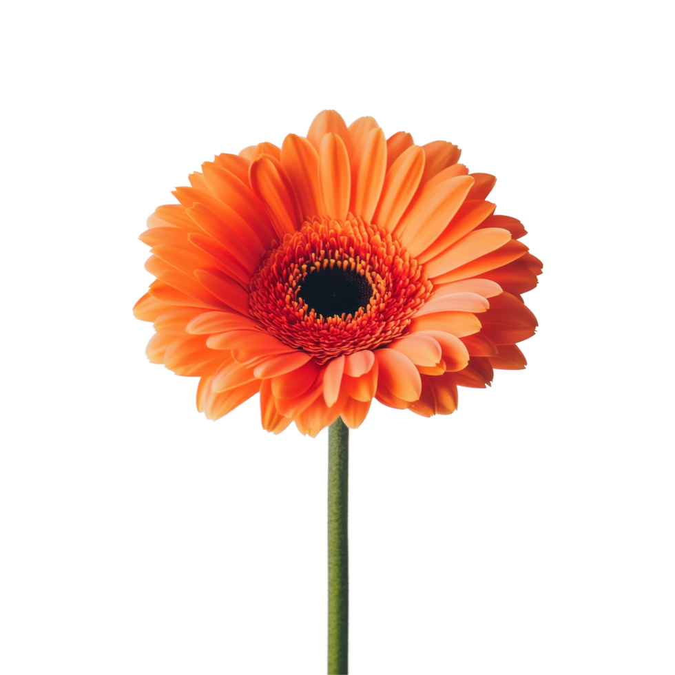 Bright orange gerbera flower against a clean transparent background showcasing delicate petals and vibrant colors, gerbera flower on transparent background png