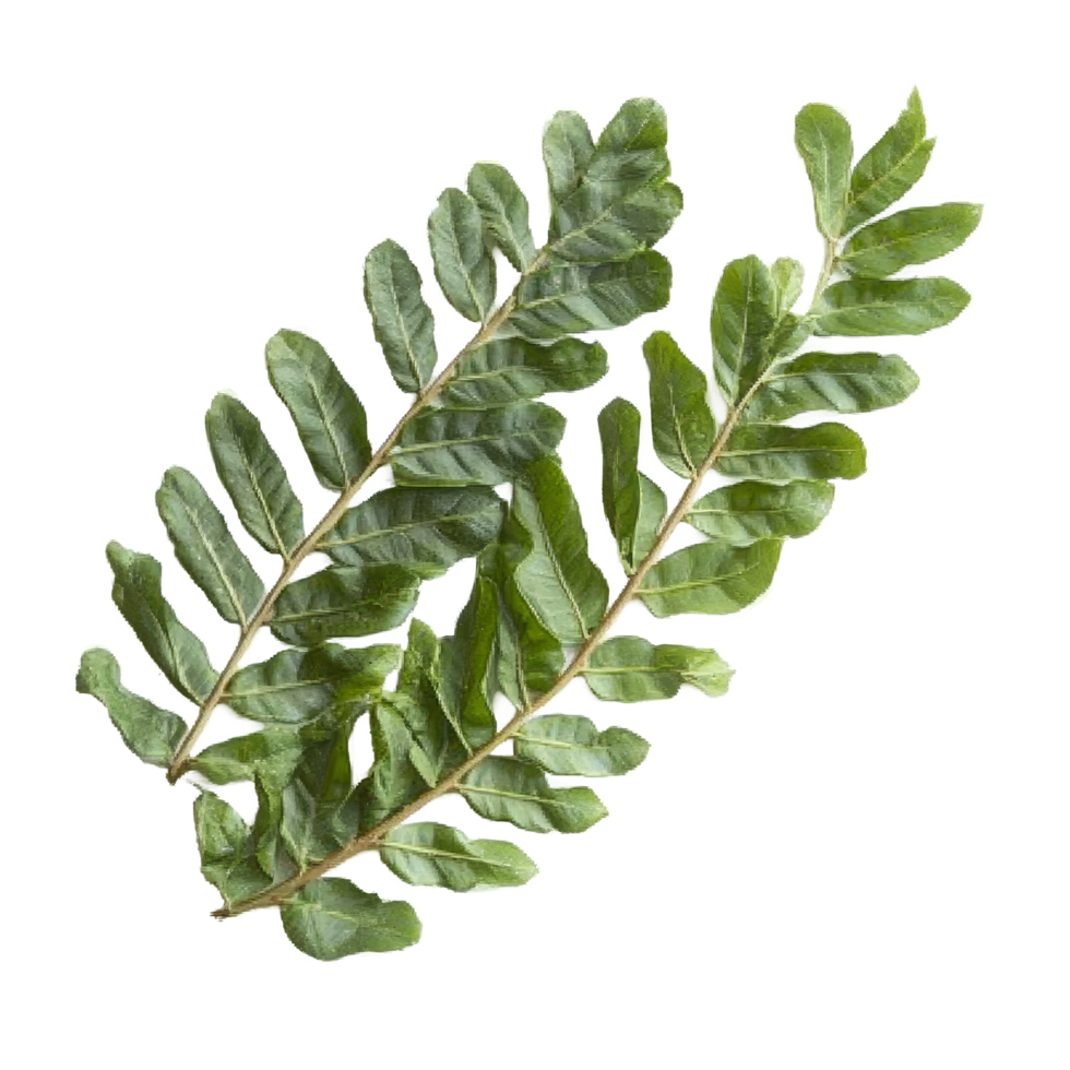 Fresh tamarind leaves displayed on a pristine transparent background showcasing their vibrant green color and texture, tamarind leaves on transparent background png