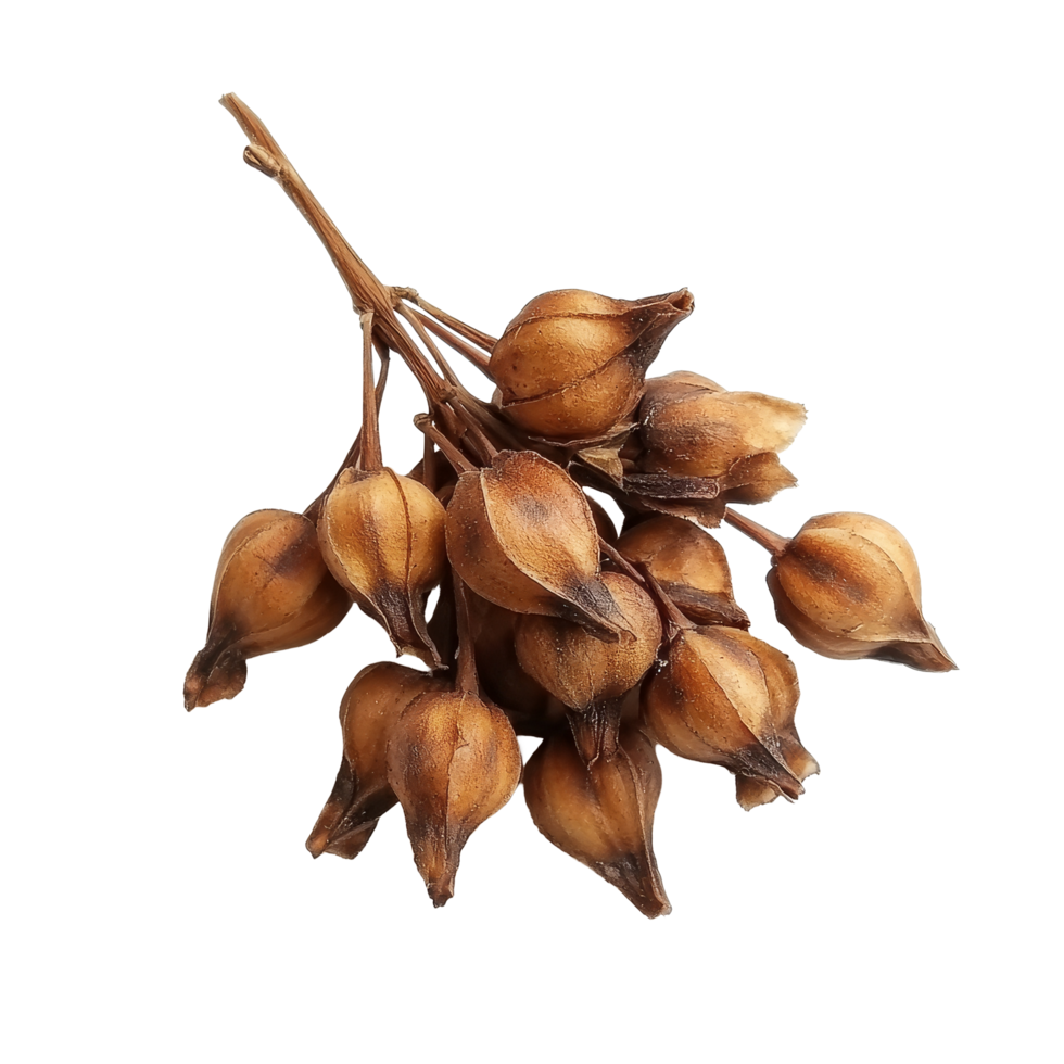 Thai herb Tiliacora triandra showcased in detail, highlighting its dried seed pods from Thailand, Baiyanang Thai name Tiliacora triandra. Thai herb top view on transparent background png