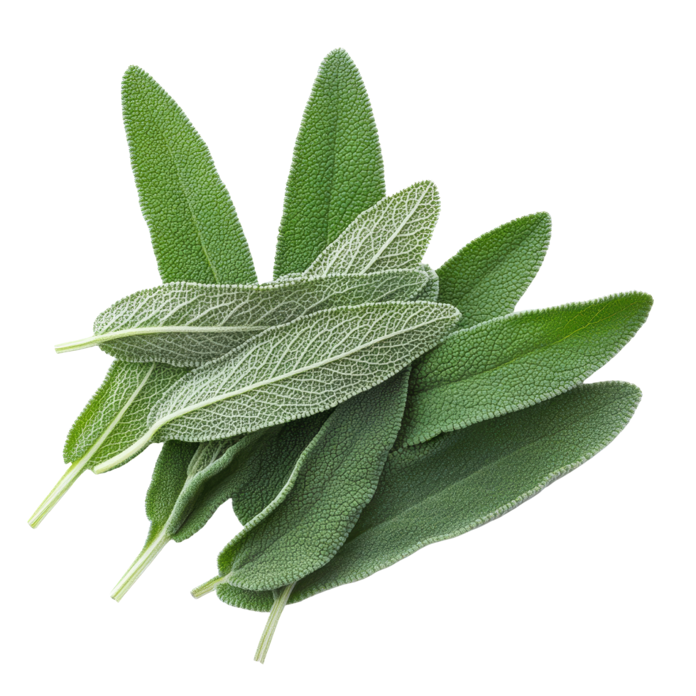 Fresh sage herb leaves arranged on a transparent background for culinary and medicinal purposes, sage herb leaves isolated transparent background png
