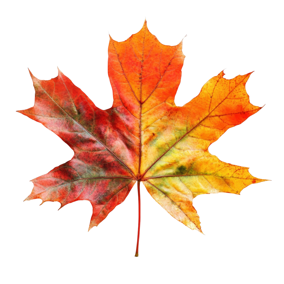 Autumn maple leaf showcasing vibrant colors against a transparent background, maple leaf in autumn fall colour top view transparent background png