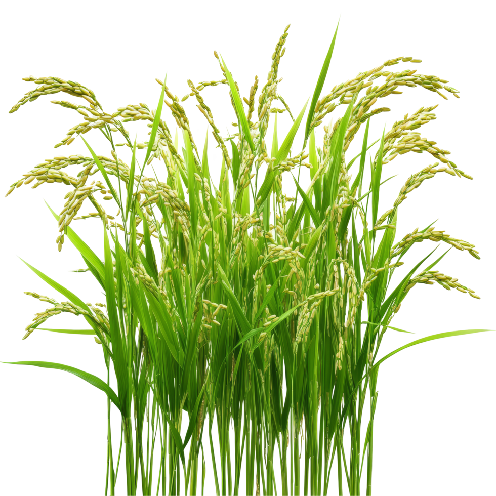 Green rice plants standing tall and vibrant against a crisp transparent background highlighting their fresh appearance, Green rice plants isolated on transparent background png