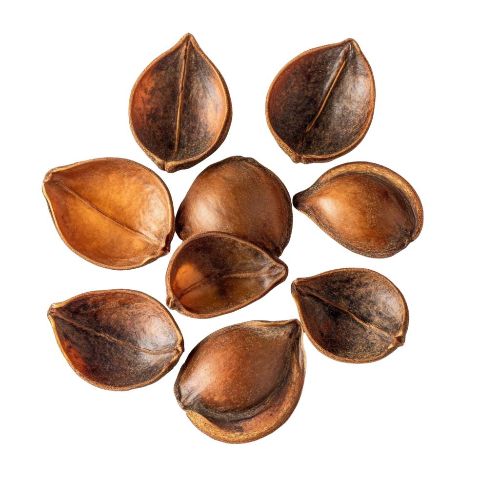 Ormosia Makha seeds displayed on a clean transparent background showcasing their unique shape and rich texture, Ormosia Makha Seeds on transparent background png