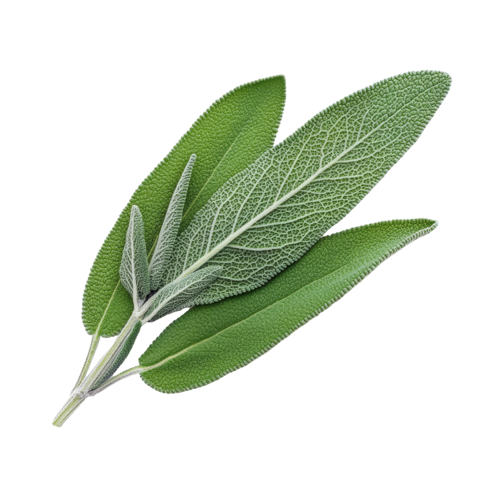 Fresh sage herb leaves isolated on a clean transparent background for culinary and medicinal use, sage herb leaf isolated transparent background png