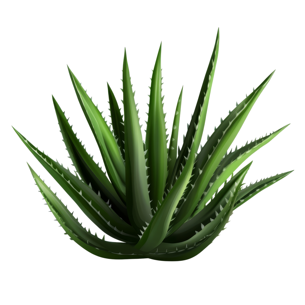 Aloe bush on a transparent background with a subtle shadow highlighting its unique structure, aloe bush, file of isolated object with shadow on transparent background png