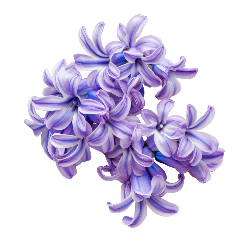 Stunning purple hyacinth flowers on a transparent background, highlighting their delicate petals and vivid hues, hyacinth flowers isolated on transparent background png
