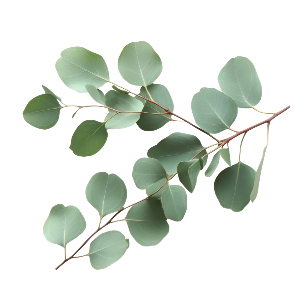 Eucalyptus branch with green leaves arranged neatly on a transparent background for a clean and minimalistic look, eucaliptus branch with leaves isolated transparent background png