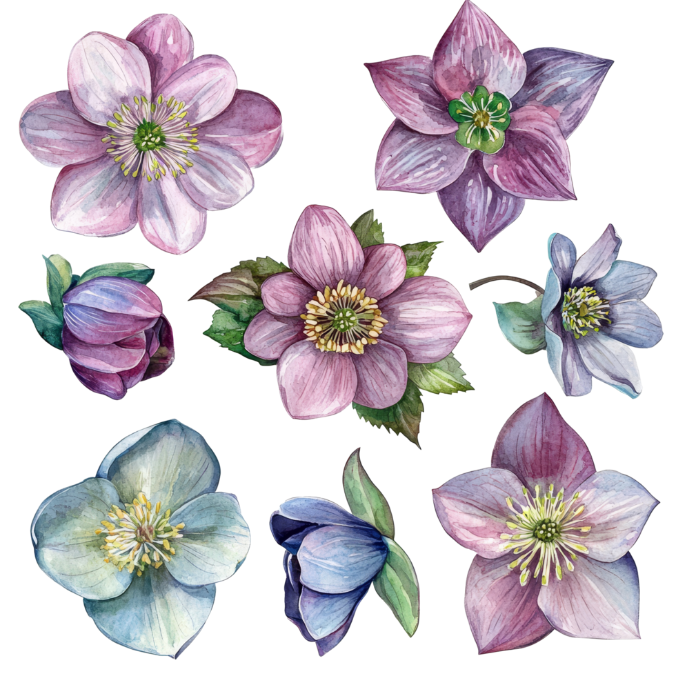 A beautiful collection of hellebore flowers in watercolor showcasing delicate colors and intricate details isolated on a transparent background, hellebore flowers isolated on transparent background png