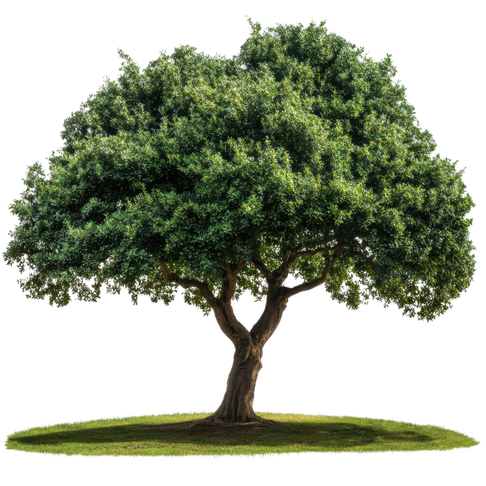 Stunning oak tree with lush green leaves on a transparent background for digital designs, A beautiful tree Oak isolated transparent background png