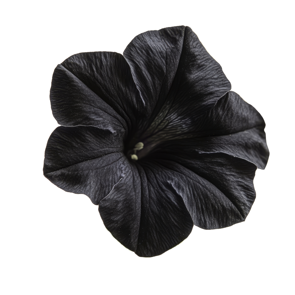 Black petunia flower bloom isolated on a transparent background showcasing its unique color and texture, Black petunia isolated on transparent background. Black color petunia flower transparent png