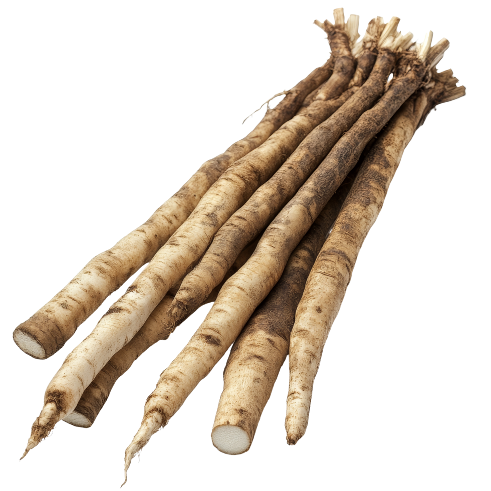 Fresh burdock roots arranged on a clean transparent background showcasing their earthy texture and natural form, Fresh Burdock roots on transparent background png