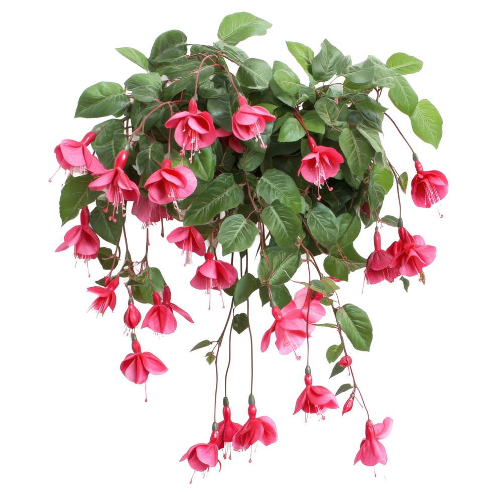 Beautiful fuchsia bush with vibrant pink flowers against a clean transparent background, perfect for interior decoration, Fuchsia flowers bush on transparent background png