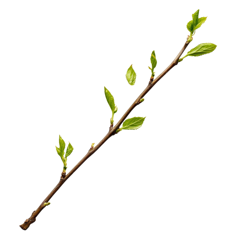 Green twig with fresh leaves isolated on a clean transparent background suitable for nature or botanical illustrations, green twig isolated on transparent background png
