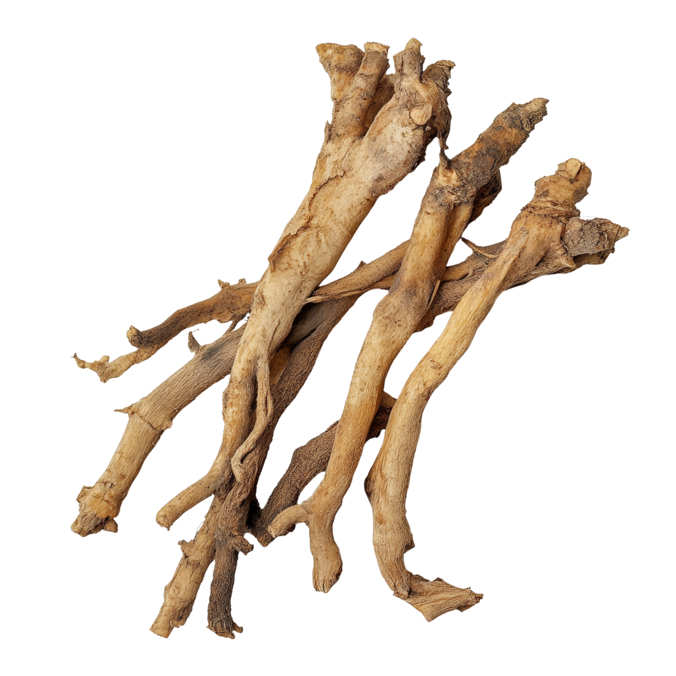 Fresh fingerroot Kaempfer Boesenbergia on a clean transparent background showcasing its natural texture and form, Fingerroot, Kaempfer, Boesenbergia in on transparent background png