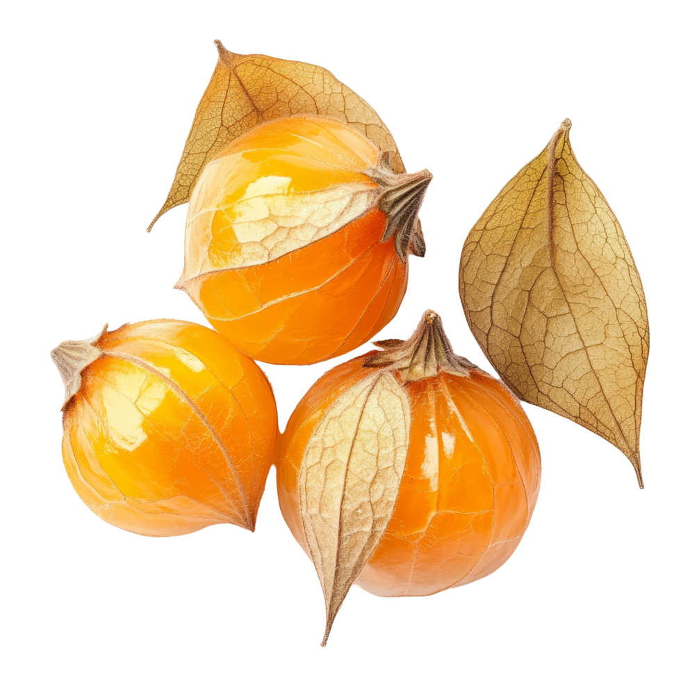 Fresh cape gooseberries displayed on a transparent background showcasing their vibrant color and unique shape, Cape gooseberry, physalis isolated on transparent background png