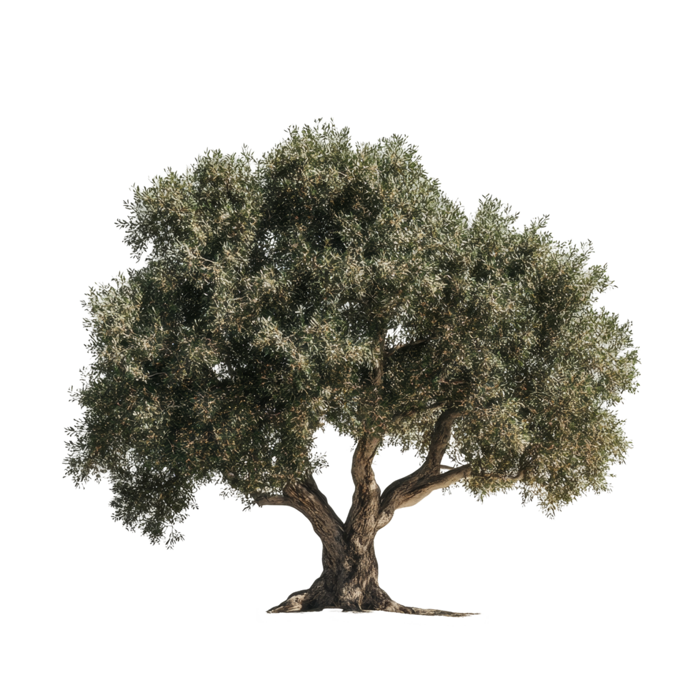 A majestic olive tree stands alone on a transparent background, showcasing its intricate details and natural beauty, Photorealistic Tree on transparent background png