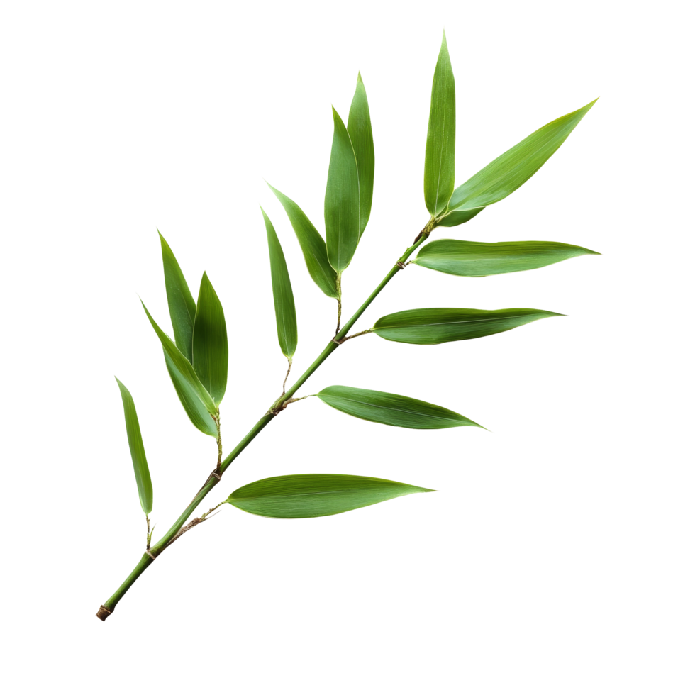 Bamboo leaves isolated on a transparent background showcasing their natural beauty and vibrant color, bamboo leaves isolated on transparent background png