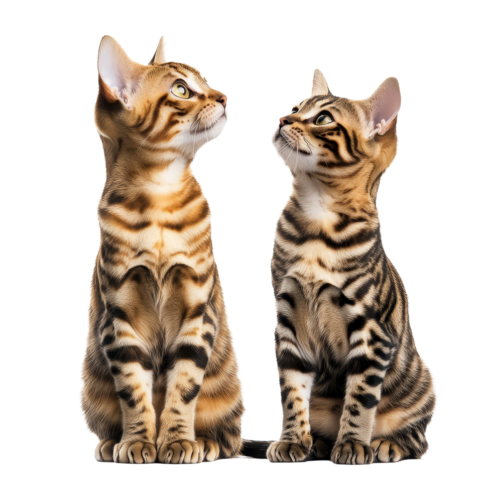 Two Bengal cats sitting side by side and looking upwards on a transparent background, two bengal cats isolated on transparent background png