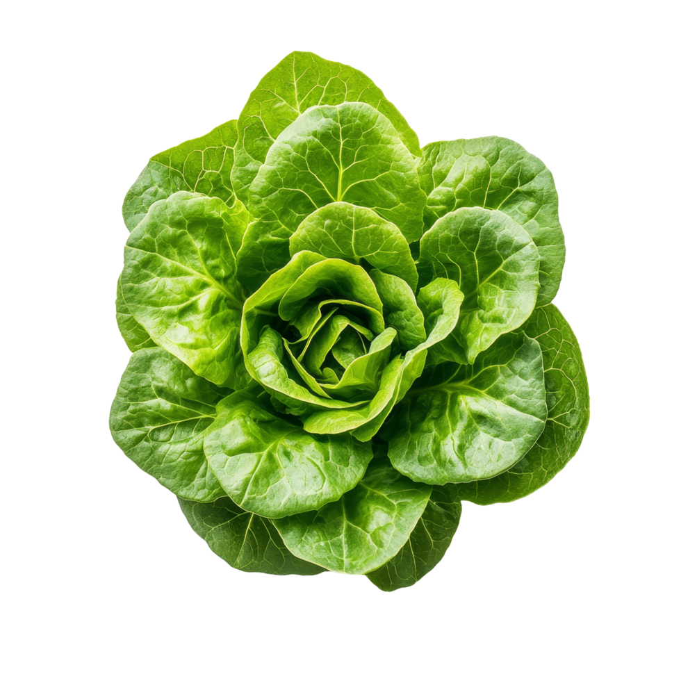 Fresh lettuce viewed from above on a clean transparent background showcasing its vibrant green color and leafy texture, Lettuce top view on transparent background png