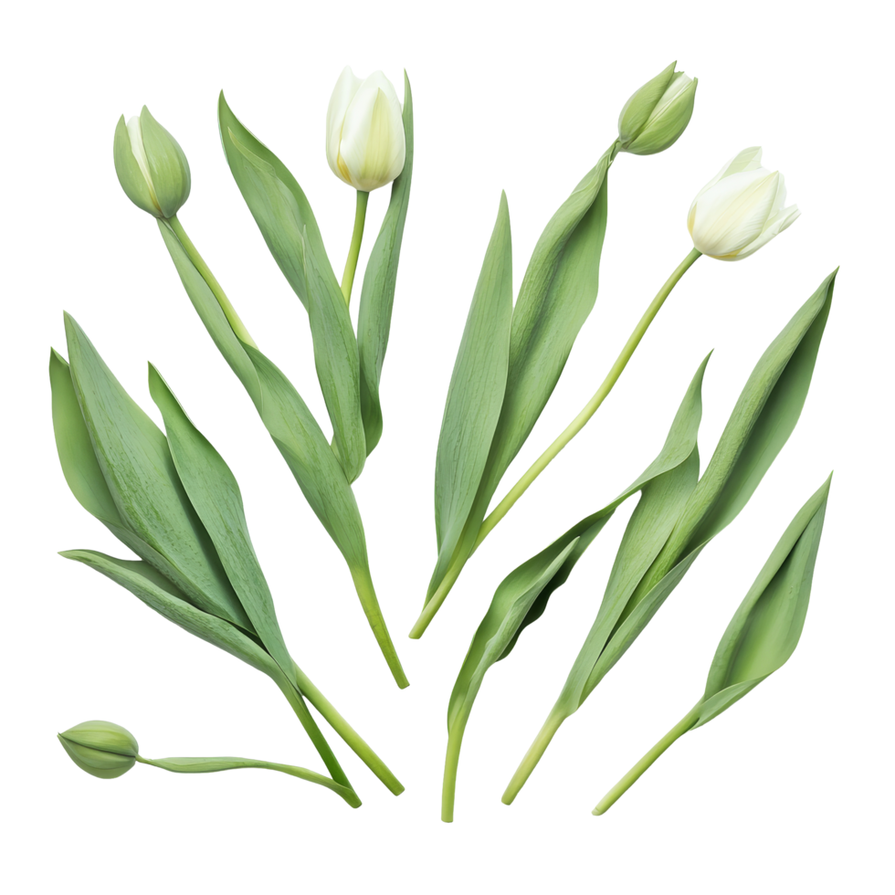 Elegant transparent tulip flower leaves and buds on a soft transparent background, showcasing natural beauty and simplicity, tulip flower leaves isolated transparent background png