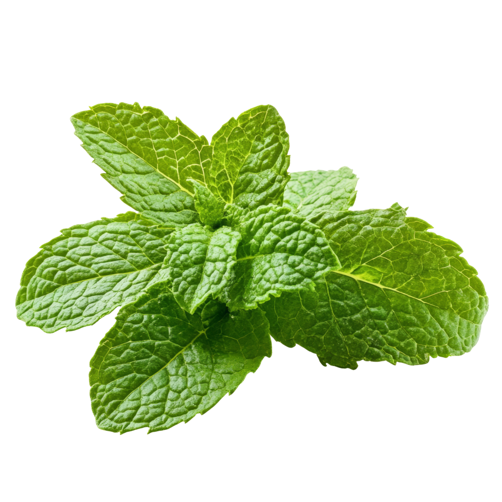 Fresh mint leaves on a transparent background captured in natural light for culinary and decorative uses, fresh mint on transparent background png