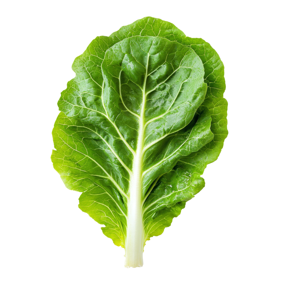Fresh organic green lettuce leaf on a transparent background showcasing vibrant color and texture for culinary use, Fresh Green Iceberg lettuce on transparent background png