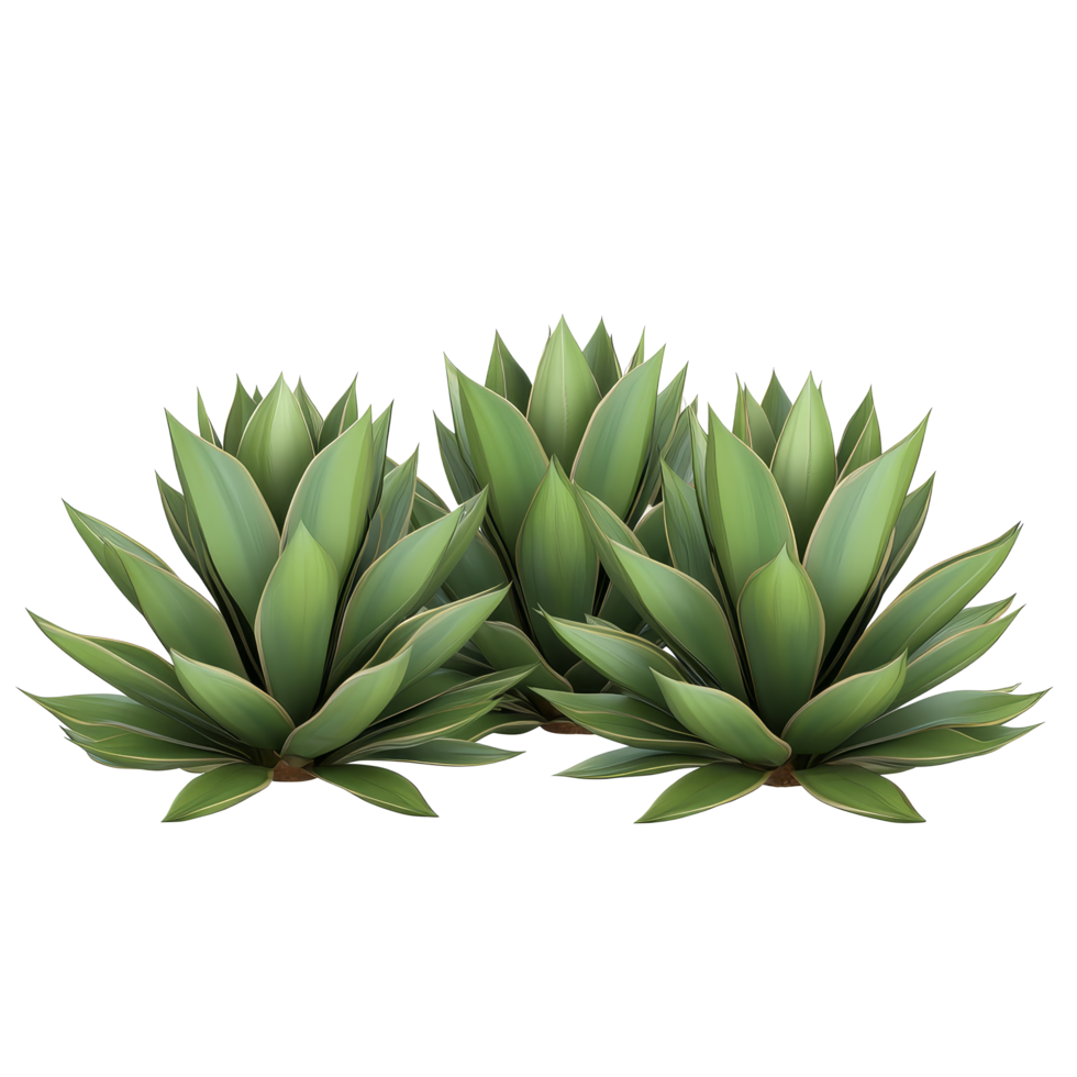 Three vibrant Agave bushes isolated on a clean transparent background showcasing their unique structure and foliage, three Agave bushes, file of isolated object on transparent background png