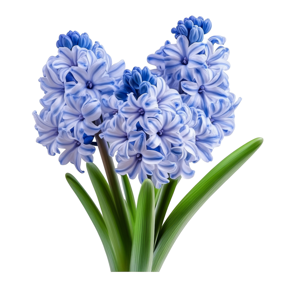 Beautiful blue and transparent hyacinth flowers isolated against a clean transparent background, showcasing their elegant blooms, hyacinth flowers isolated on transparent background png
