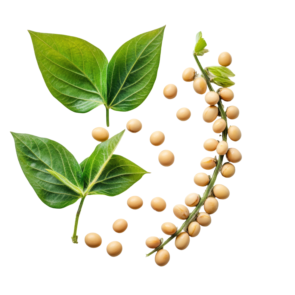 Fresh soybeans and leaves arranged on a transparent background showcasing a vibrant natural composition, Soybeans on transparent background png
