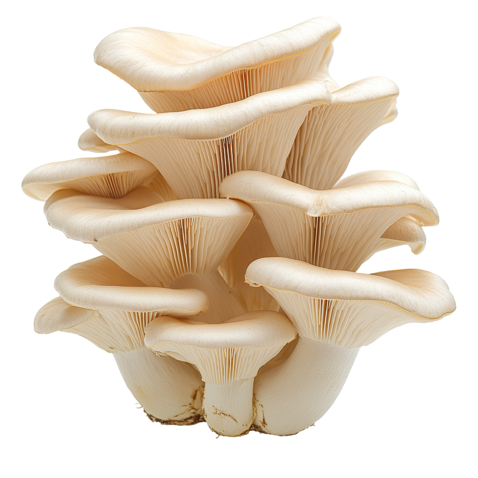 Fresh oyster mushroom isolated on a transparent background showcasing its delicate structure and culinary potential, oyster mushroom isolated on transparent background png
