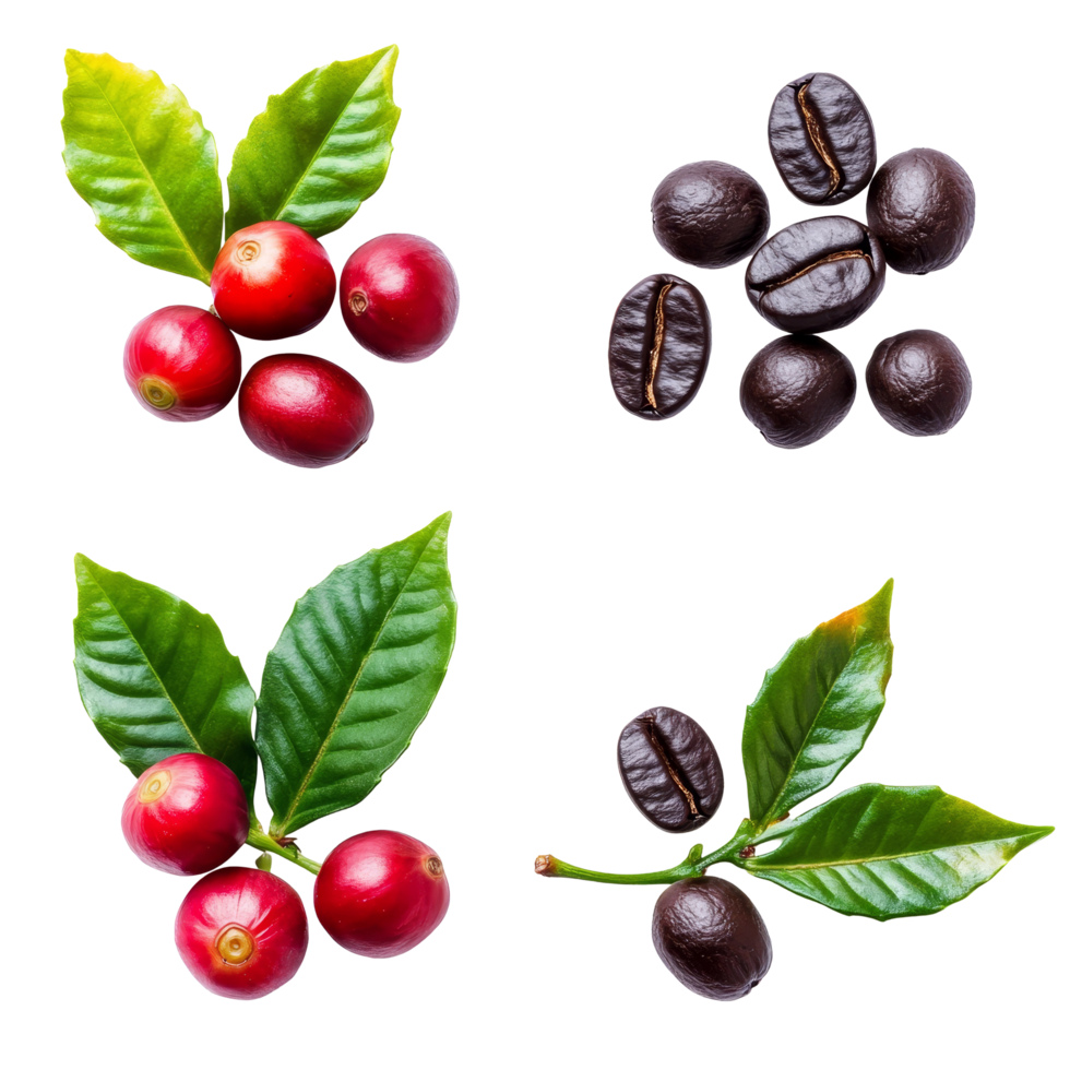 Isolated ripe and unripe coffee berries along with roasted coffee beans against a transparent background, coffee beans ripe and unripe berries isolated on transparent background png