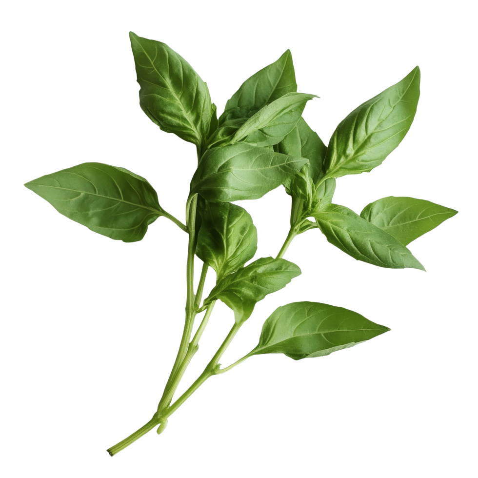 Fresh basil leaves arranged beautifully on a transparent surface for culinary use and decoration, Bbasil leaf transparent background. Basil leaves transparent background png