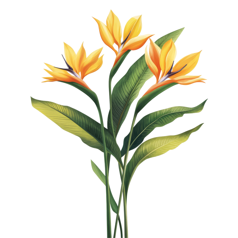 Vibrant bird of paradise flowers with green leaves on a transparent background, bird of paradise flowers floral isolated transparent background png