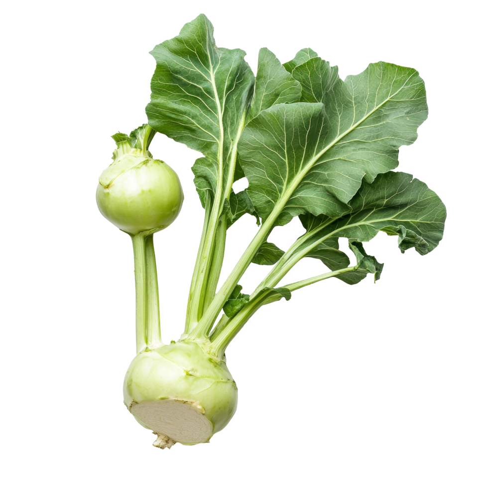 Fresh kohlrabi with vibrant green leaves arranged on a clean transparent backdrop showcasing its natural appeal, Fresh kohlrabi with green leaves on transparent background png