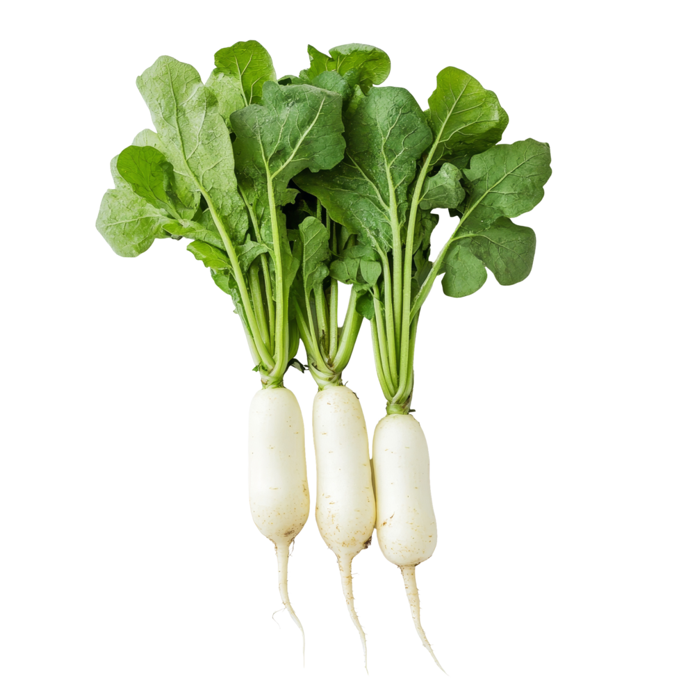 Fresh green radishes with vibrant leaves on a clean transparent background highlighting their natural beauty, green radish on transparent background png