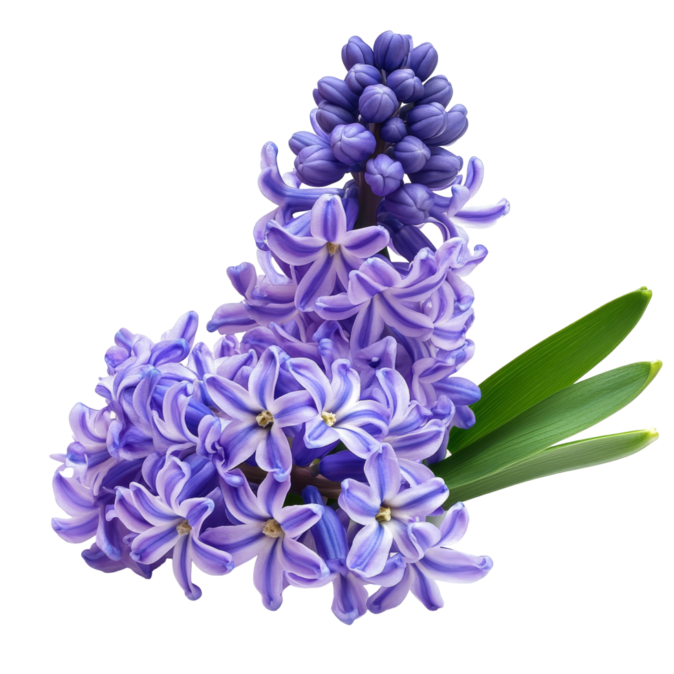 Lovely hyacinth flowers in varied shades of purple isolated on a clean transparent background for floral decoration ideas, hyacinth flowers isolated on transparent background png