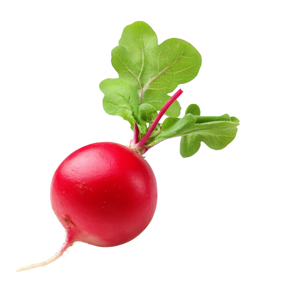 Fresh red radish with vibrant green leaves isolated on a transparent background for culinary use or gardening reference, radish isolated on transparent background png