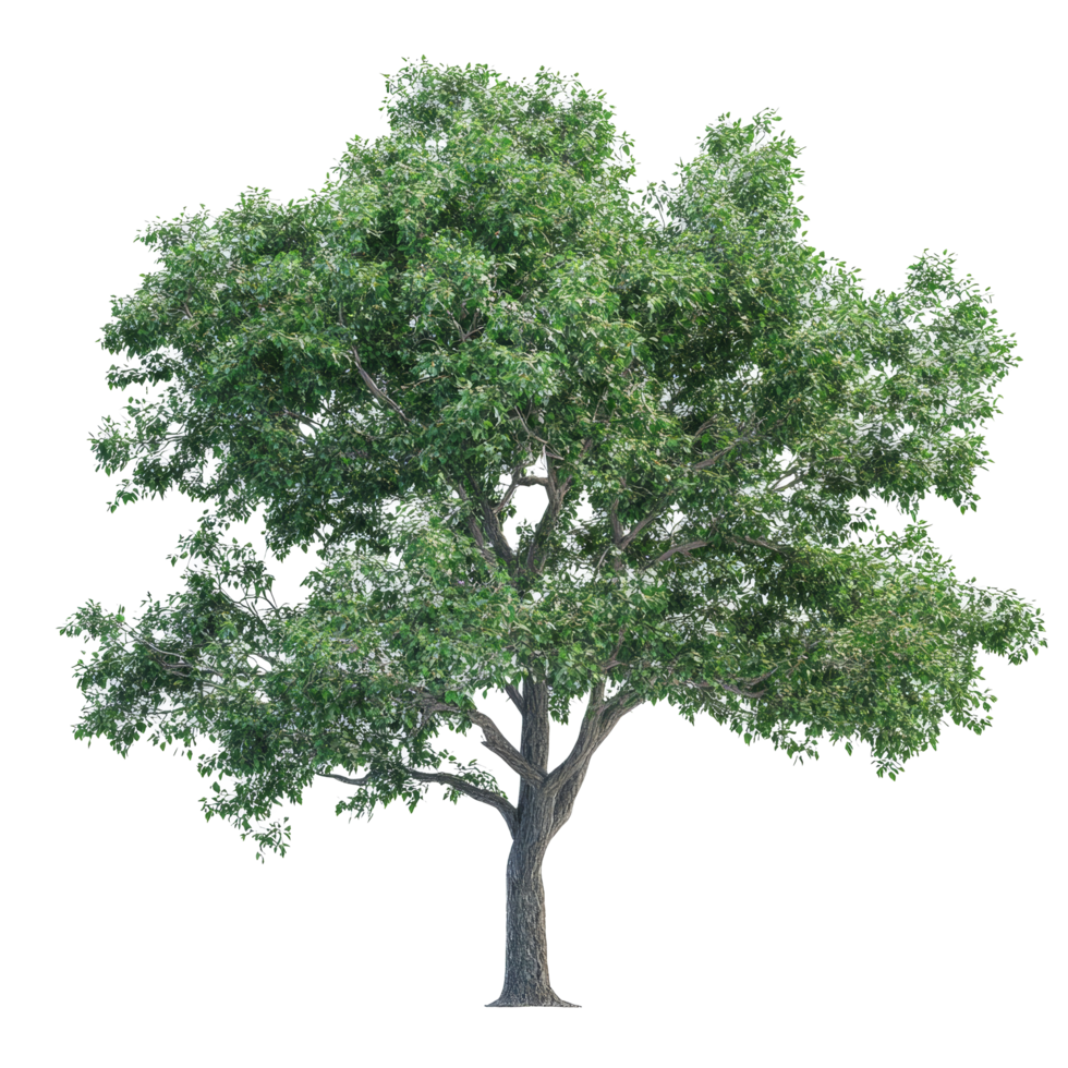 A realistic tree with lush green leaves set against a clean transparent background, showcasing natural beauty and detail, Photorealistic Tree on transparent background png