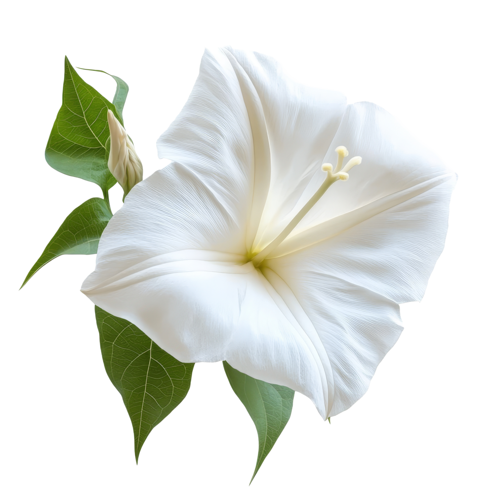 Delicate moonflower bloom and leaves isolated on a bright transparent background, moonflower isolated on transparent background png
