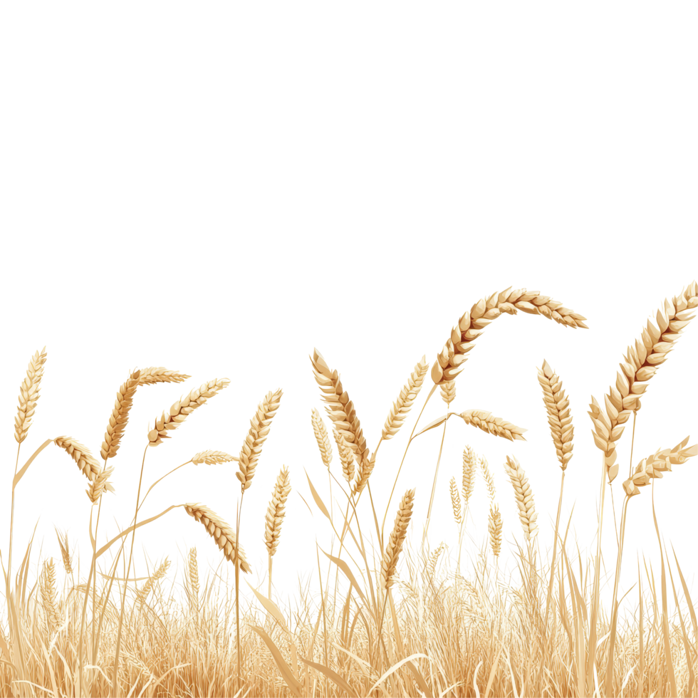 Golden wheat field swaying gently against a bright transparent background during late summer afternoons, Wheat field transparent background png